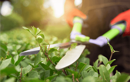 cutting of bushes